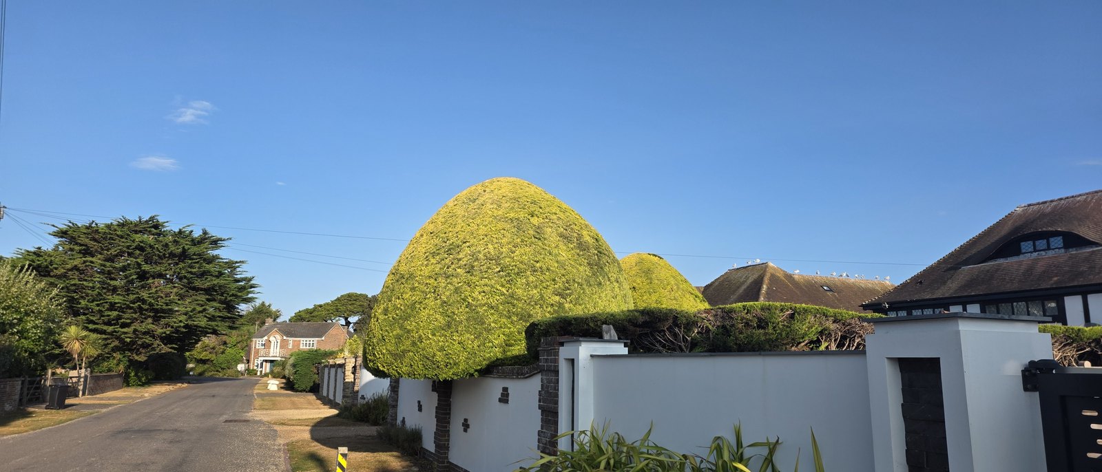 A private road with a clear grass verge, and beyond a white rendered wall two enormous dome-shaped clipped hedges, with a thatched roof and a timbered house behind