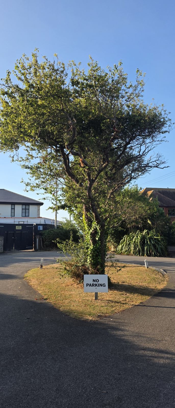A small white NO PARKING sign on a low post, standing on a grass island with a tree in the middle of a road junction, with houses beyond under a clear blue sky