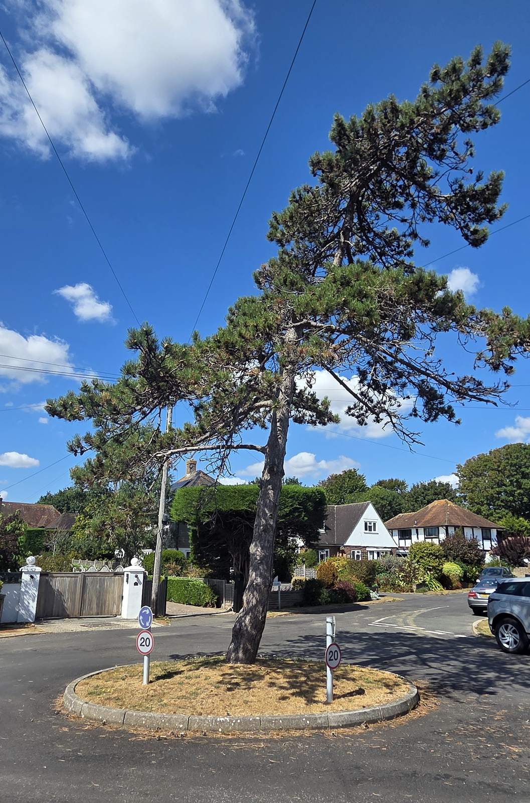 A circular kerbed island in a road junction, planted with a single large leaning Scots pine over parched grass, carrying a blue keep-left sign and two 20 mph roundels, with tile-hung and mock-Tudor houses beyond