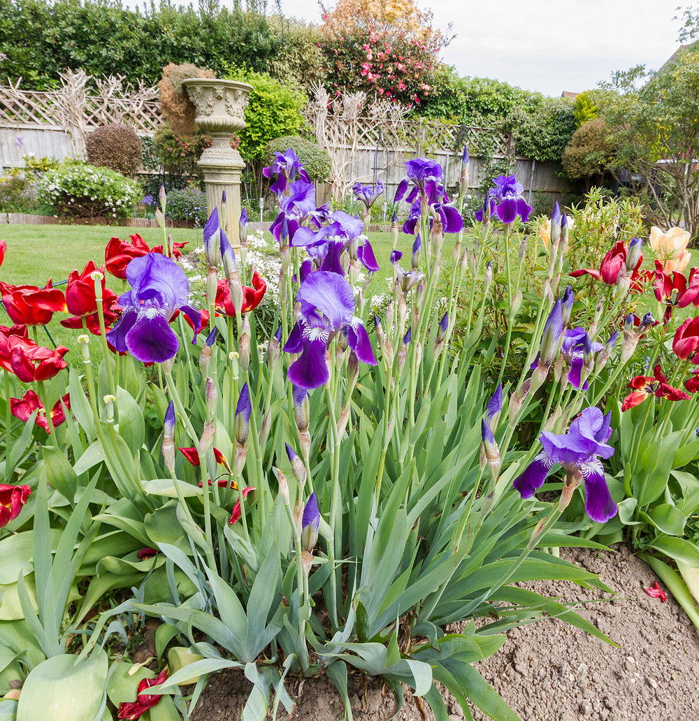 A garden border in late spring with purple bearded irises and red tulips in front of a clipped hedge and stone urn
