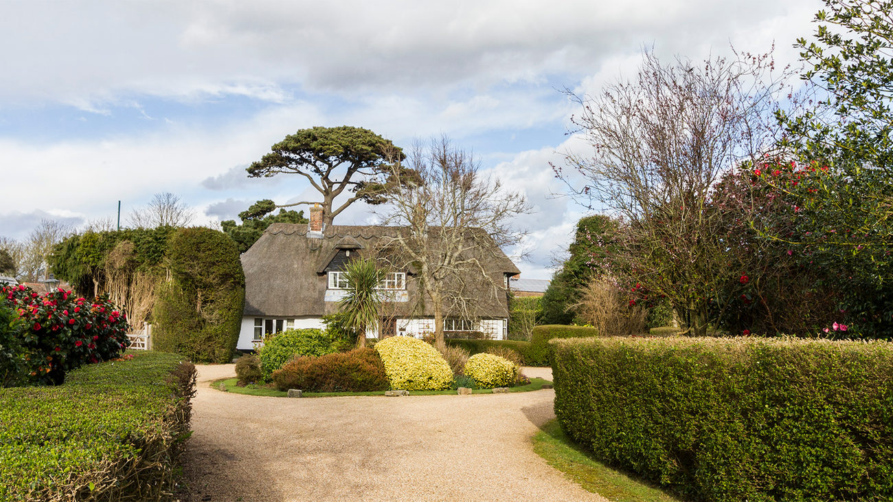 A thatched cottage behind clipped hedges and a gravel drive, with camellias in flower and a spreading pine tree behind