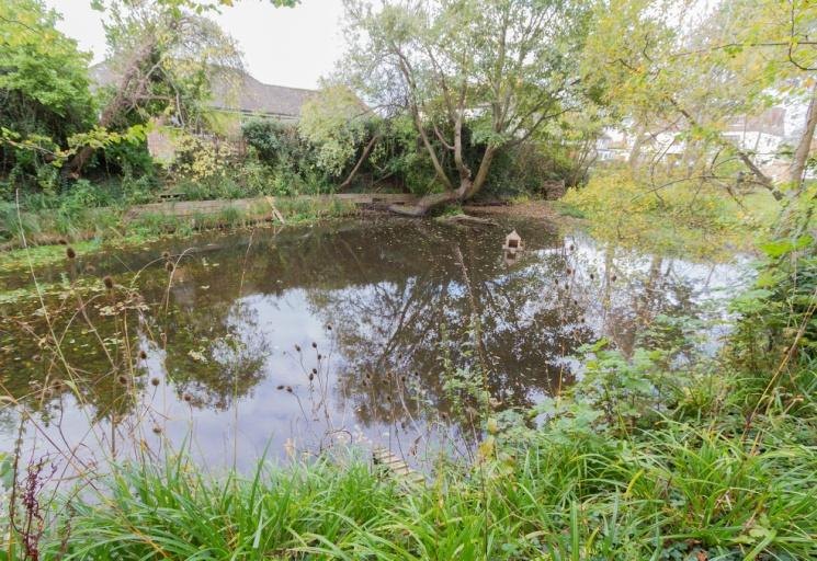 The village pond in autumn, still water reflecting bare willow branches, with reeds and long grass along the near bank and a duck house on the water